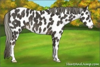 Horse Color:Liver Chestnut Mushroom Sabino Leopard 