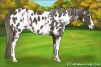 Horse Color:White Spotted Liver Chestnut Mushroom Sabino Near Leopard 