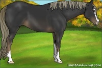 Horse Color:Liver Chestnut Sabino