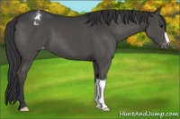 Horse Color:Black Appaloosa 