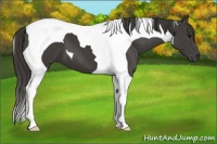 Horse Color:Smoky Black Tobiano 