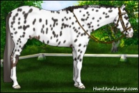 Horse Color:Liver Chestnut Appaloosa 