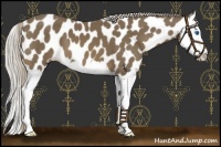 Horse Color:Chocolate Palomino Splash Near Leopard 