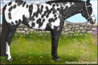 Horse Color:Liver Chestnut Appaloosa 