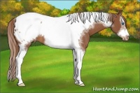 Horse Color:Chestnut Sabino Splash Tobiano Frame Appaloosa 
