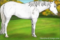 Horse Color:Liver Chestnut Sabino