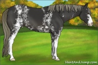 Horse Color:White Spotted Liver Chestnut