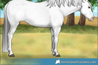 Horse Color:White Spotted Liver Chestnut Splash Appaloosa