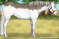 Horse Color:Chocolate Palomino Dun Splash Snowflake Varnish 