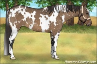 Horse Color:White Spotted Brown Dun Appaloosa