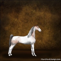 Horse Color:Bay Sabino Tobiano
