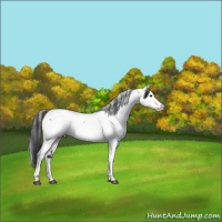 Horse Color:Blue Roan Sabino Appaloosa