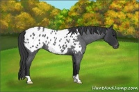 Horse Color:Blue Roan Appaloosa