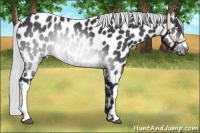 Horse Color:Silver Brown Chinchilla Appaloosa 