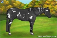 Horse Color:White Spotted Black