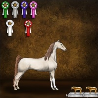 Horse Color:Buckskin Pearl Dun Appaloosa 