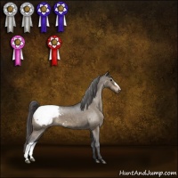 Horse Color:Brown Dun Appaloosa 