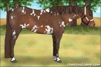 Horse Color:White Spotted Liver Chestnut Varnish 