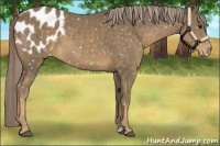 Horse Color:Chocolate Palomino Sabino Blanket 