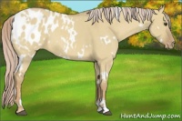 Horse Color:White Spotted Palomino Dun Sabino Appaloosa 