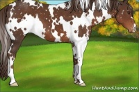 Horse Color:White Spotted Liver Chestnut Appaloosa
