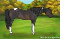 Horse Color:Buckskin Tobiano