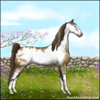Horse Color:Buckskin Dun Sabino Frame Appaloosa 