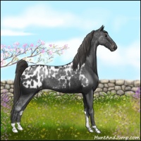 Horse Color:Smoky Black Appaloosa 