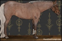 Horse Color:Silver Brown Roan 