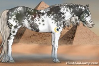 Horse Color:White Spotted Liver Chestnut Sabino