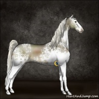 Horse Color:White Spotted Liver Red Dun