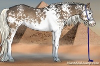 Horse Color:White Spotted Liver Chestnut Sabino Rabicano 
