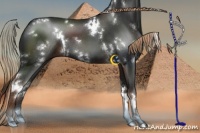 Horse Color:White Spotted Liver Chestnut