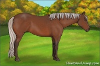 Horse Color:Silver Bay 