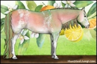 Horse Color:Painted Watercolor White Spotted Chocolate Palomino Roan Onyx 
