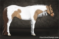 Horse Color:Liver Red Dun Tobiano 