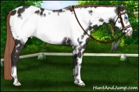 Horse Color:Liver Chestnut Frame Appaloosa 