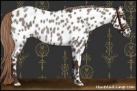 Horse Color:Liver Red Roan Near Leopard 