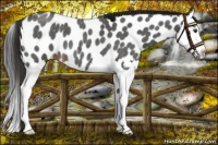 Horse Color:Liver Red Roan Sabino Splash Appaloosa 