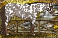 Horse Color:Liver Red Roan Appaloosa 