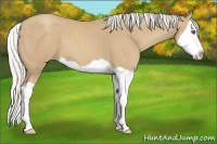 Horse Color:Silver Classic Champagne Splash