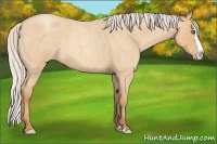 Horse Color:Silver Amber Champagne Roan Splash 