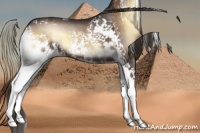 Horse Color:White Spotted Liver Red Onyx Appaloosa 