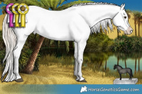 Horse Color:Palomino Dun Tobiano Appaloosa