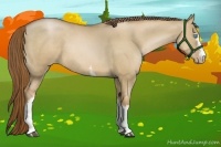 Horse Color:White Spotted Liver Red Dun Pearl