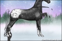 Horse Color:Black Sabino Appaloosa