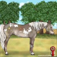 Horse Color:White Spotted Liver Red Dun 