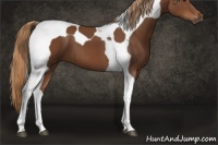 Horse Color:Chestnut Tobiano 