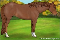 Horse Color:Red Roan 