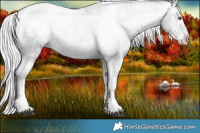 Horse Color:White Spotted Silver Black Chinchilla Sabino Appaloosa 
